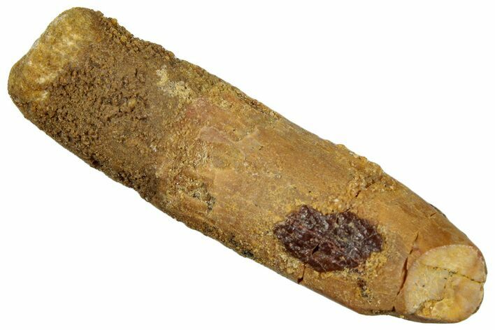 Fossil Sauropod Dinosaur (Titanosaur) Tooth - Morocco #297384